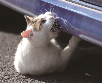 必死すぎるネコ写真展