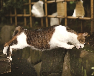 必死すぎるネコ写真展