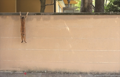 必死すぎるネコ写真展