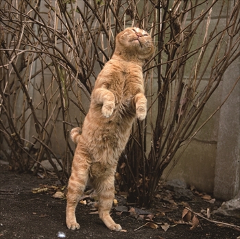 必死すぎるネコ写真展