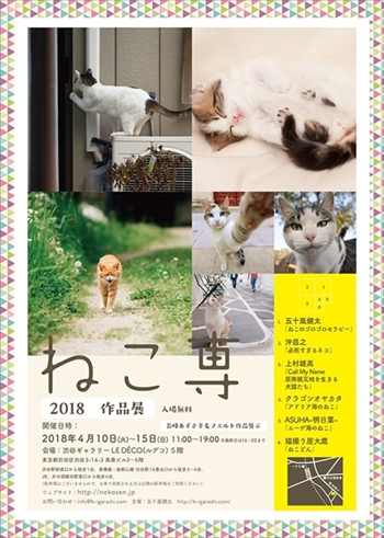 必死すぎるネコ写真展