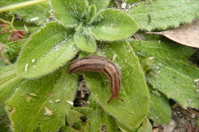 ナメクジ捜査網