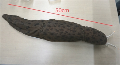 ナメクジ捜査網