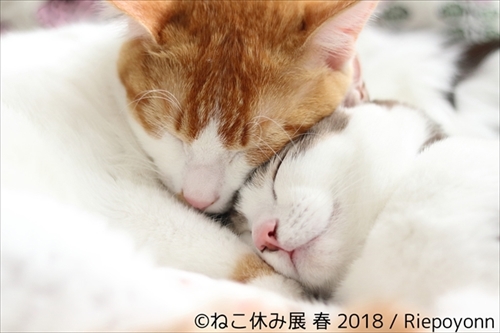 ねこ休み展・名古屋