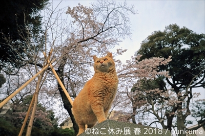 ねこ休み展・名古屋