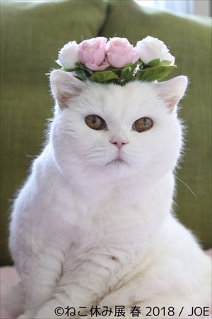 ねこ休み展・名古屋