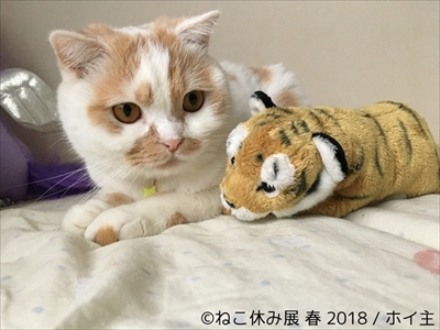 ねこ休み展・名古屋