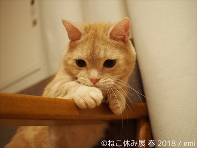 ねこ休み展・名古屋