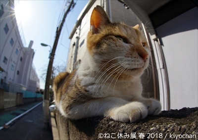 ねこ休み展・名古屋