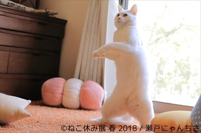 ねこ休み展・名古屋