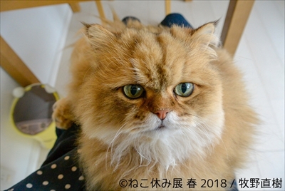 ねこ休み展・名古屋