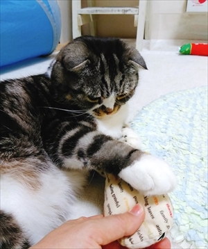 なめネコれおくんピーチくん