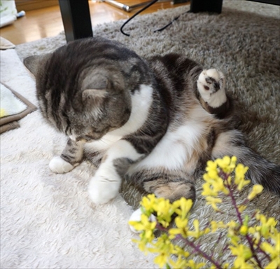 なめネコれおくんピーチくん