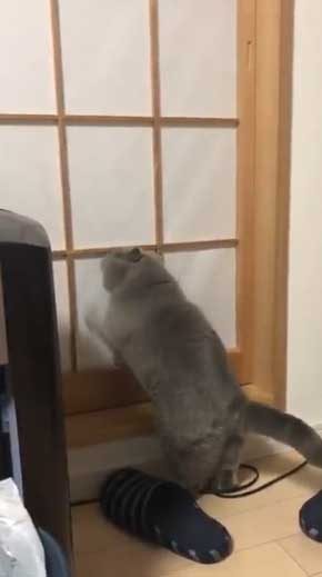 猫 障子破り 超強プラスチック障子 戦い エキゾチックショートヘア
