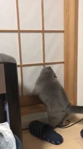 猫 障子破り 超強プラスチック障子 戦い エキゾチックショートヘア