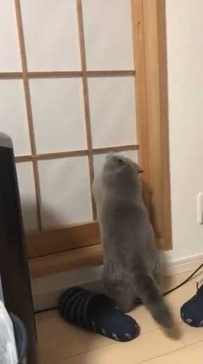 猫 障子破り 超強プラスチック障子 戦い エキゾチックショートヘア