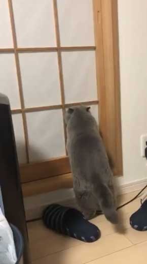 猫 障子破り 超強プラスチック障子 戦い エキゾチックショートヘア