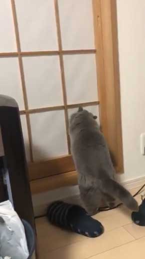 猫 障子破り 超強プラスチック障子 戦い エキゾチックショートヘア