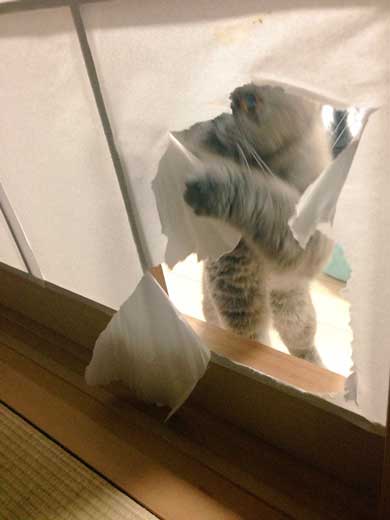 猫 障子破り 超強プラスチック障子 戦い エキゾチックショートヘア