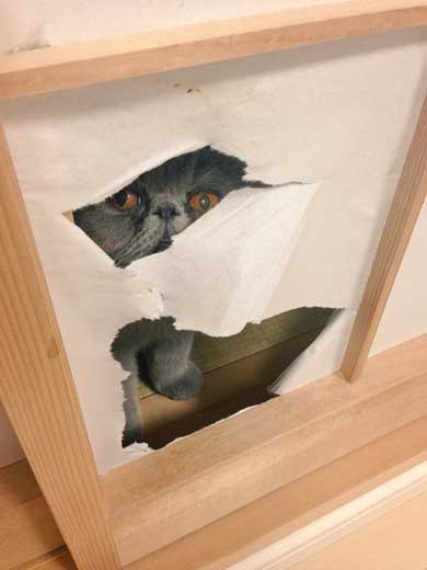 猫 障子破り 超強プラスチック障子 戦い エキゾチックショートヘア
