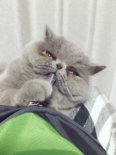 猫 障子破り 超強プラスチック障子 戦い エキゾチックショートヘア