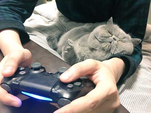 猫 障子破り 超強プラスチック障子 戦い エキゾチックショートヘア