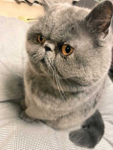 猫 障子破り 超強プラスチック障子 戦い エキゾチックショートヘア