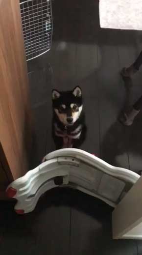 犬語 訴える 犬 しゃべる 言葉 話す