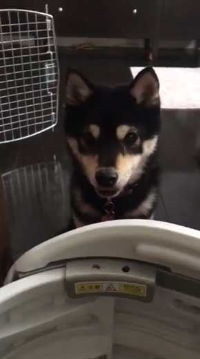 犬語 訴える 犬 しゃべる 言葉 話す