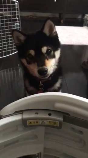 犬語 訴える 犬 しゃべる 言葉 話す