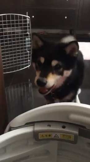 犬語 訴える 犬 しゃべる 言葉 話す