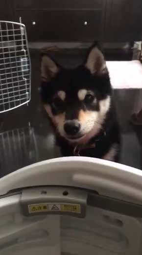犬語 訴える 犬 しゃべる 言葉 話す