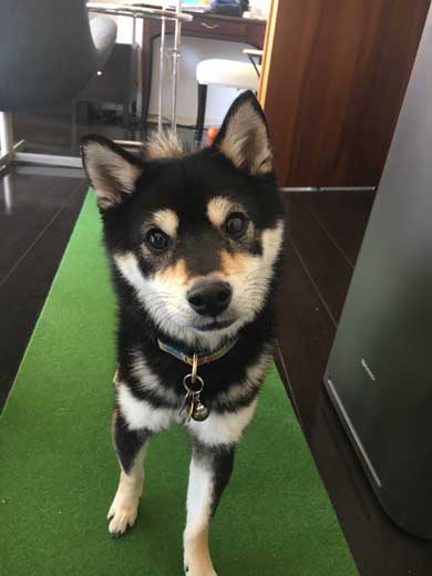 犬語 訴える 犬 しゃべる 言葉 話す