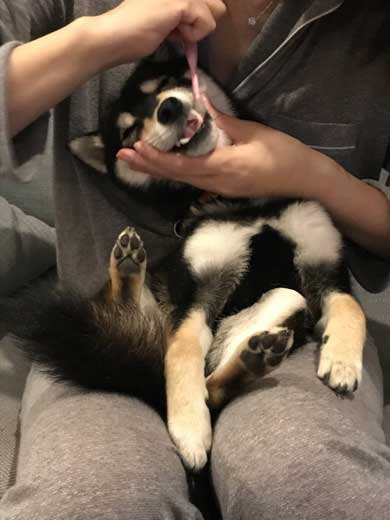 犬語 訴える 犬 しゃべる 言葉 話す