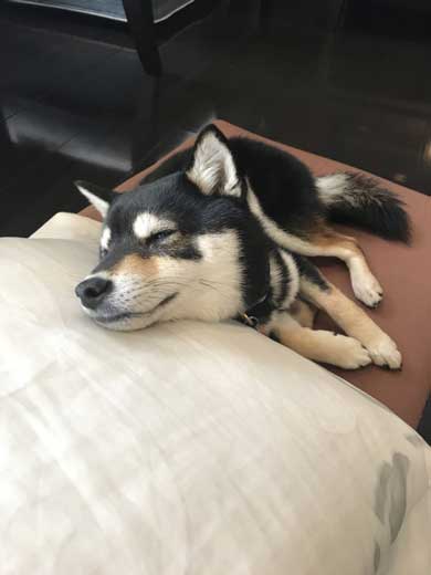 犬語 訴える 犬 しゃべる 言葉 話す