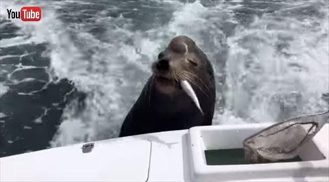 アシカ