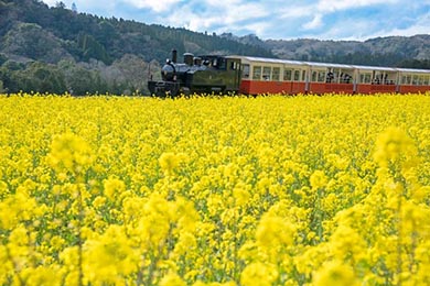 小湊鐵道 菜の花畑 春 養老渓谷 里山トロッコ列車