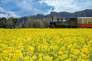 小湊鐵道 菜の花畑 春 養老渓谷 里山トロッコ列車
