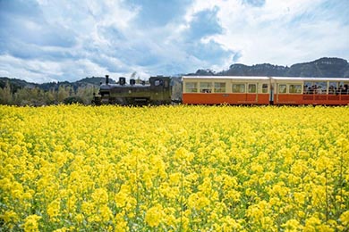 小湊鐵道 菜の花畑 春 養老渓谷 里山トロッコ列車