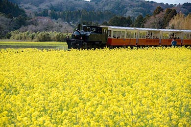 小湊鐵道 菜の花畑 春 養老渓谷 里山トロッコ列車
