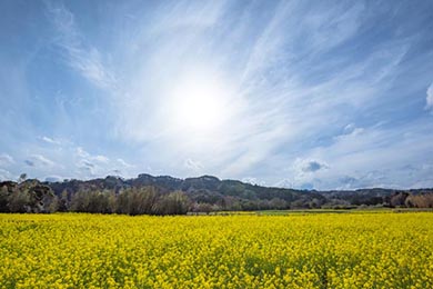小湊鐵道 菜の花畑 春 養老渓谷 里山トロッコ列車