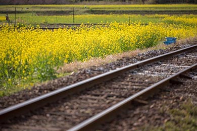 小湊鐵道 菜の花畑 春 養老渓谷 里山トロッコ列車