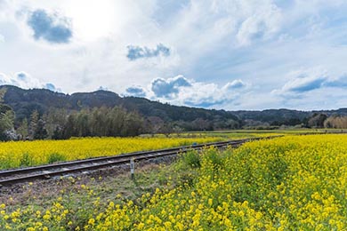 小湊鐵道 菜の花畑 春 養老渓谷 里山トロッコ列車