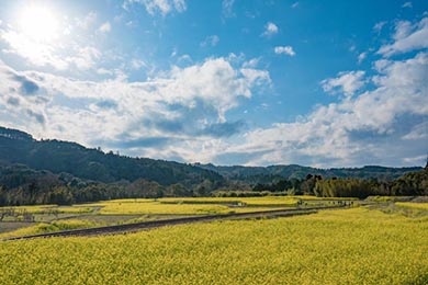 小湊鐵道 菜の花畑 春 養老渓谷 里山トロッコ列車