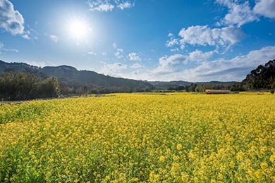 小湊鐵道 菜の花畑 春 養老渓谷 里山トロッコ列車