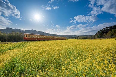 小湊鐵道 菜の花畑 春 養老渓谷 里山トロッコ列車