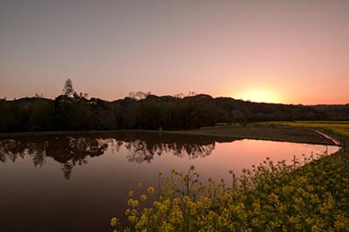 小湊鐵道 菜の花畑 春 養老渓谷 里山トロッコ列車