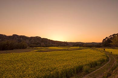小湊鐵道 菜の花畑 春 養老渓谷 里山トロッコ列車