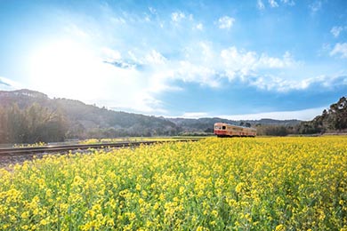小湊鐵道 菜の花畑 春 養老渓谷 里山トロッコ列車