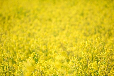 小湊鐵道 菜の花畑 春 養老渓谷 里山トロッコ列車
